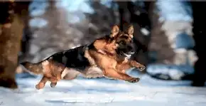 Safkan Köpek Cinsleri