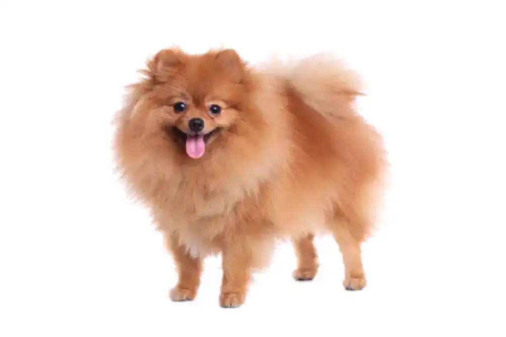 En İyi Pomeranian Köpek Mamaları