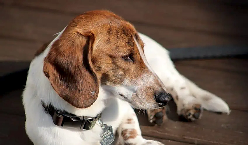Köpeklerde Lupus Nedenleri ve Belirtileri