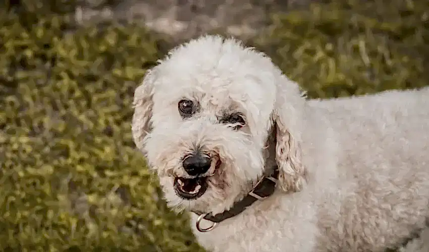 Schnoodle