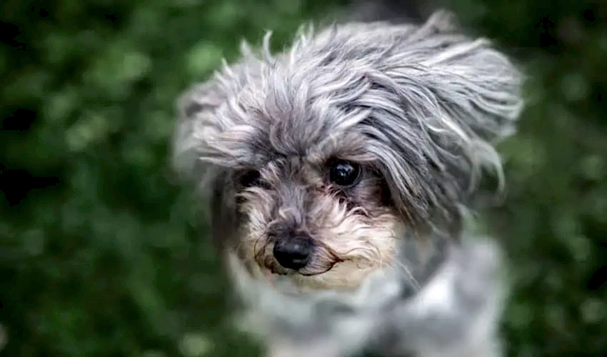 Yorkipoo