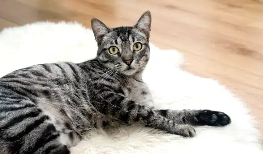 Evde Kedi Beslemenin Zorlukları