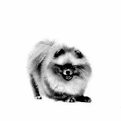 Royal Canin Pomeranian Yetişkin Köpek Maması 3 Kg - Thumbnail