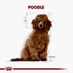 Royal Canin Poodle Junior Yavru Köpek Maması 3 Kg - Thumbnail