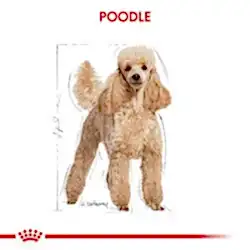 Royal Canin Poodle Pouch Köpek Konservesi 85 Gr - Thumbnail