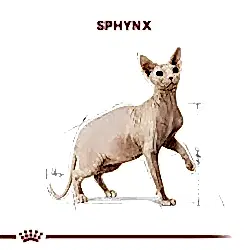 Royal Canin Tüysüz Sphynx Cinsi Yetişkin Kedi Maması 2 Kg - Thumbnail